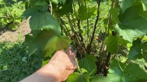 Важный уход за черной смородиной после сбора урожая: обрезка, подкормка, обработка