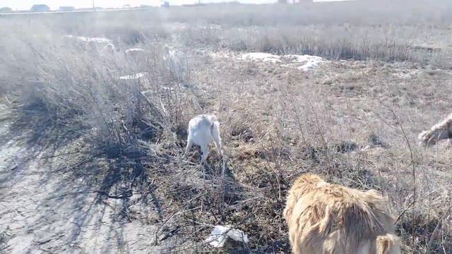 Лагерь беженцев - начало смотреть онлайн