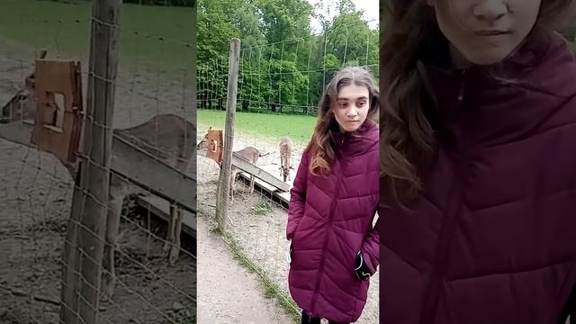 В заповеднике красной книге смотреть онлайн
