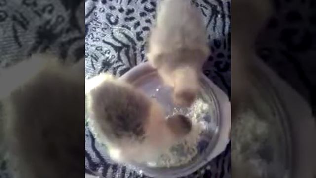 Цыплята и гусята смотреть онлайн