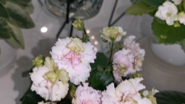 Коллекция мини фиалочек. Домашнее цветение ? Литуаника, Scales, Trail Along, Rob's Vanilla Trail смотреть онлайн