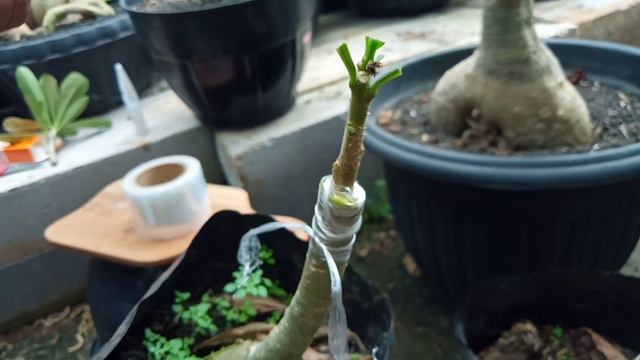 3 Cara Grafting Adenium Yang Mudah Dan Simpel смотреть онлайн