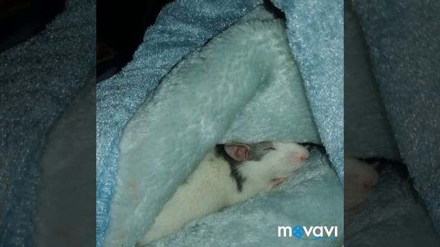 Декоративная крыса. смотреть онлайн