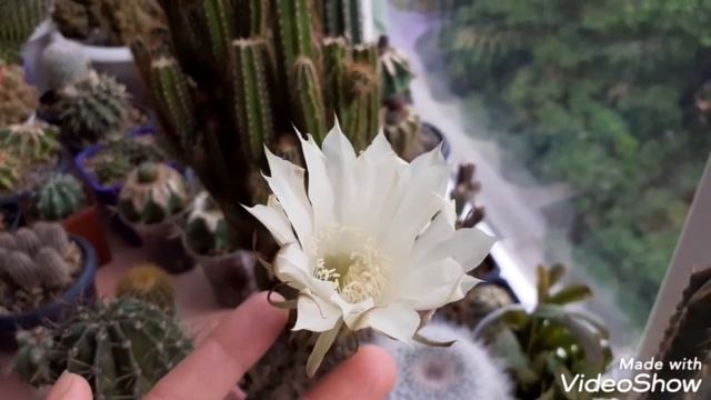 Цветение кактусов и суккулентов 28.06.22г. Семена ребуции сенилис. смотреть онлайн