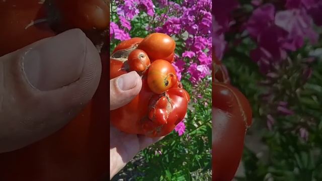 Чудо-помидор. Какая катастрофа его так скрутила? Его можно есть? смотреть онлайн