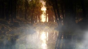 Лес,река,туман.Футаж