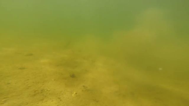 The Story of Eelgrass & Eutrophication смотреть онлайн