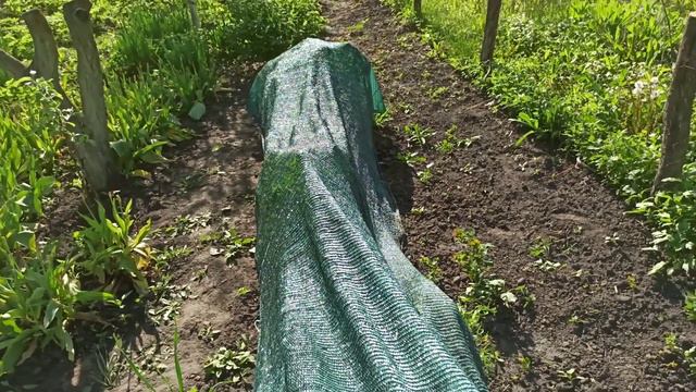 Затеняющая сетка над кизилом - быстро и просто... смотреть онлайн