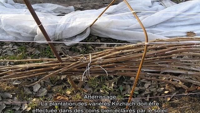 Malina Kirzhach смотреть онлайн