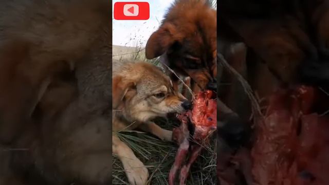 Тибетский мастиф против волка, волка против тибетского мастифа, видео смотреть онлайн