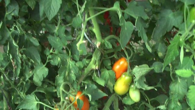 томаты под навесом 2018год