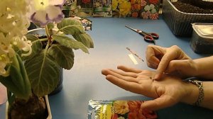 ?Абутилон комнатный, правильный посев семян. Это не важно? ?