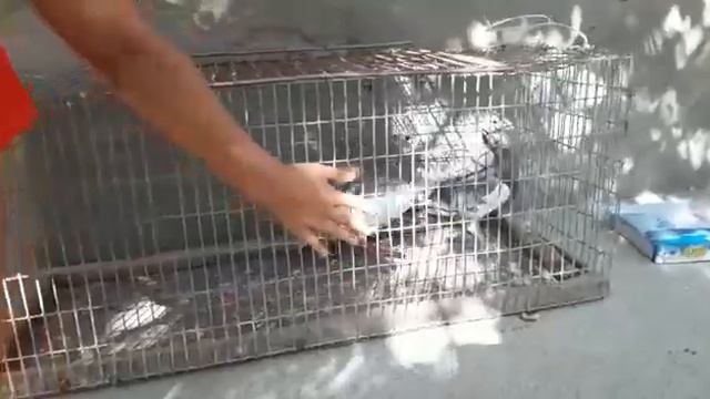 голуби смотреть онлайн
