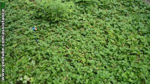 ЛЕСНАЯ ЗЕМЛЯНИКА на ДАЧЕ или СВОЁМ УЧАСТКЕ / КАК МЫ ЭТО ДЕЛАЛИ