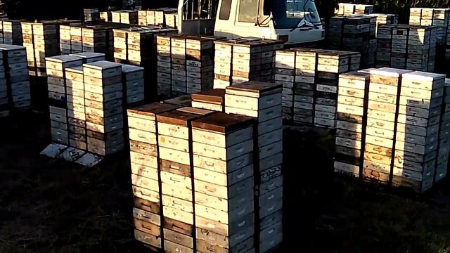 отбор меда 2020 смотреть онлайн