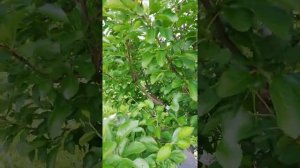 Жимолость цветы осыпаются