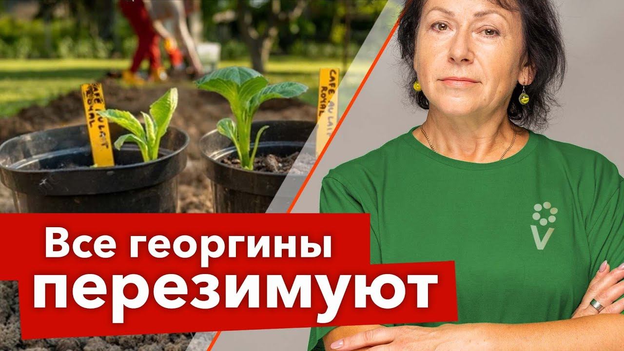 КАК СОХРАНИТЬ ЧЕРЕНКИ ГЕОРГИНОВ ЗИМОЙ? Показываю результат черенкования и готовлю георгины к зиме смотреть онлайн