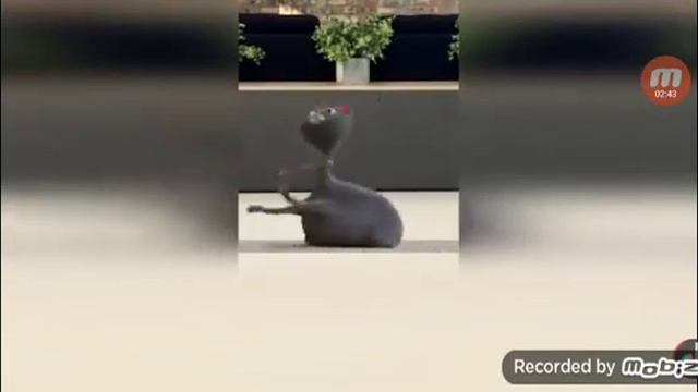 Пьяный кот смотреть онлайн