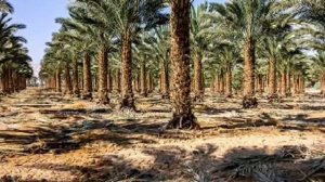 РОЖДЕНИЕ ПАЛЬМЫ.  ФИНИКОВАЯ ПАЛЬМА