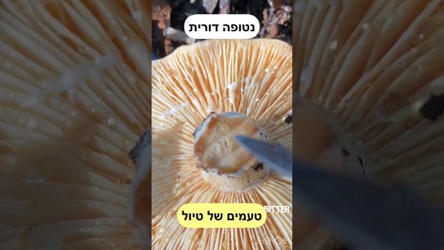 נטופה דורית смотреть онлайн