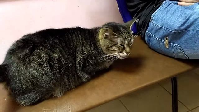 Кошка кайфует!!! смотреть онлайн