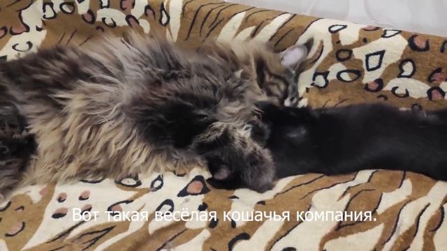 Привет из дома. Тиссая/Барабулька, Геральт, Цири/Бирюза ( спряталась) Мелкая и Шерил смотреть онлайн