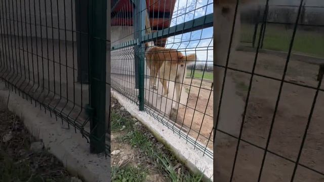 Продавам Мъжки Алабай на 3 г. Алабаи САО Централноазиатска Овчарка за Пазач смотреть онлайн