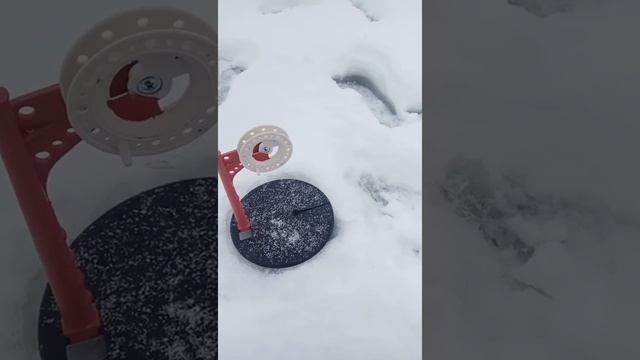 Жерлицы новогодние 31.12.2021 раздача щуки!! смотреть онлайн