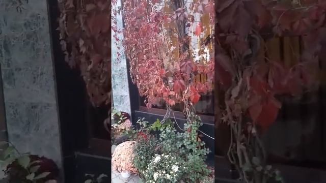 Осенние цветы смотреть онлайн