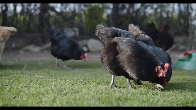 Звуки животных и птиц Звук Курицы смотреть онлайн
