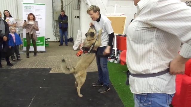 "Домой" выставка-пристройство собак из приютов 13.04.2019 смотреть онлайн