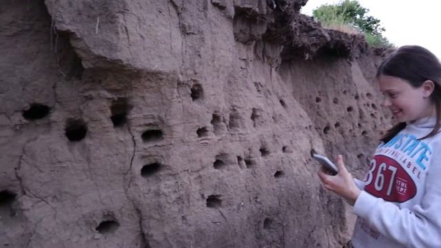 Птицы России.Дикая природа.Птица- береговая ласточка.Береговушка. смотреть онлайн