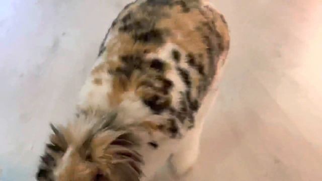 Бубузаяц обязательно должна проверит клетку хомяка перед поездкой! смотреть онлайн