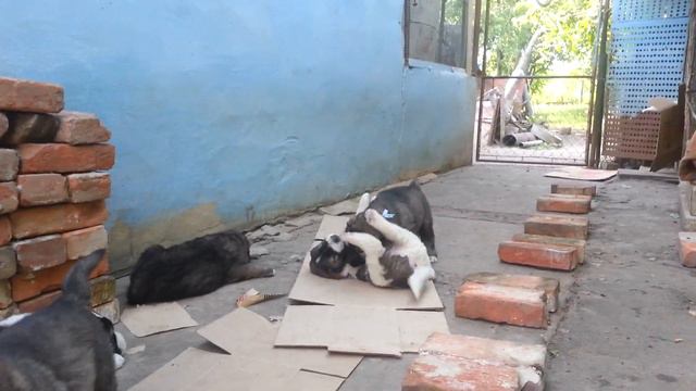 Щенки Кавказской Овчарки смотреть онлайн