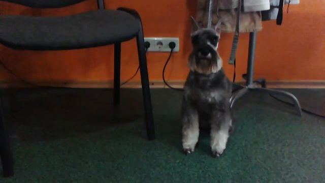 Йорк и цвергшнауцер после стрижки 10 2016 смотреть онлайн