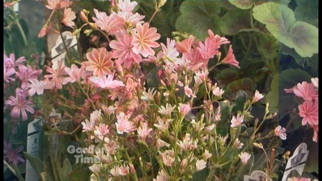 Plant pick - Lewisia смотреть онлайн