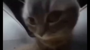 CHIPI CHIPI CHAPA CHAPA DUBI DUBI