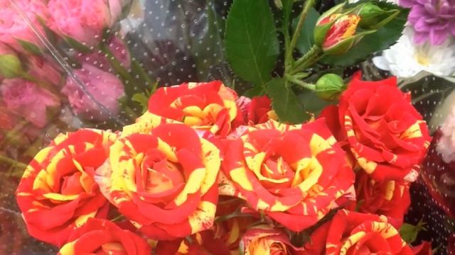 Chris Haugen - Spanish Rose смотреть онлайн