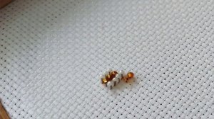 Вышивка бисером для начинающих. Подробный мастер-класс