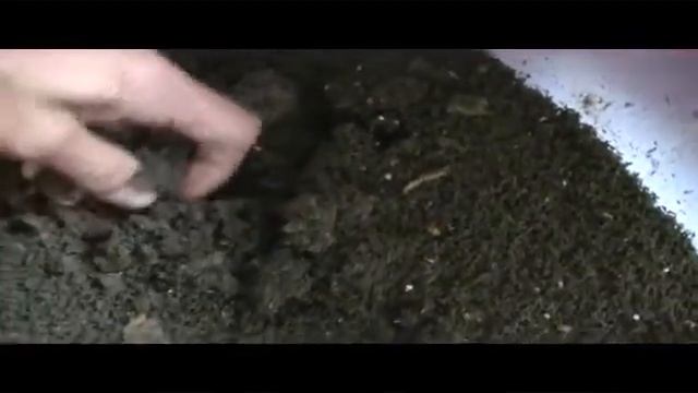 ~ FEEDING THE WORMS ~ смотреть онлайн