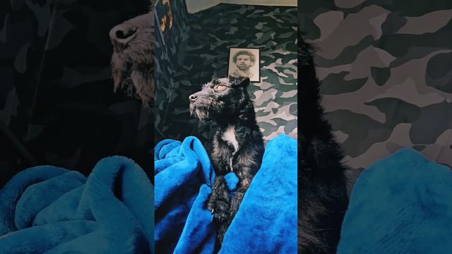 Patterdale terrier chilling like a boss #patterdale #terrier #dog #dogs #workingdog #hunter #puppy смотреть онлайн