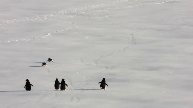 Бегущие пингвины смотреть онлайн