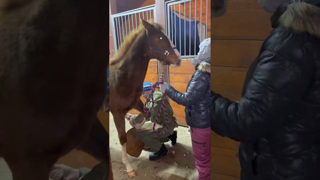 Расчистка жеребенка