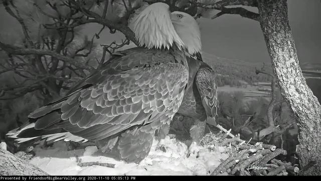 Big Bear Eagles ~ Evening Visit In The Snow! ❄️ 🐦 Shadow BITES Jackie's Talons!! lol 😊 11.10.20 смотреть онлайн