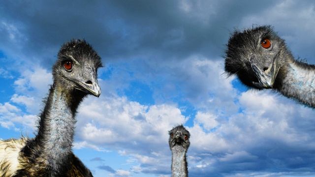 Сколько варить страусиные яйца? смотреть онлайн