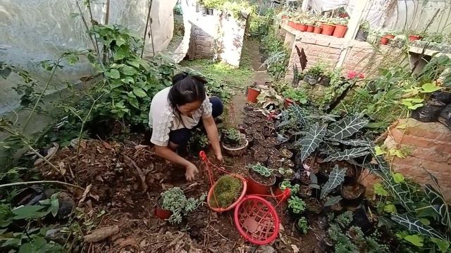 Repotting some plants ♥️🥰@ Yonzone Floral Farm ❤️ смотреть онлайн