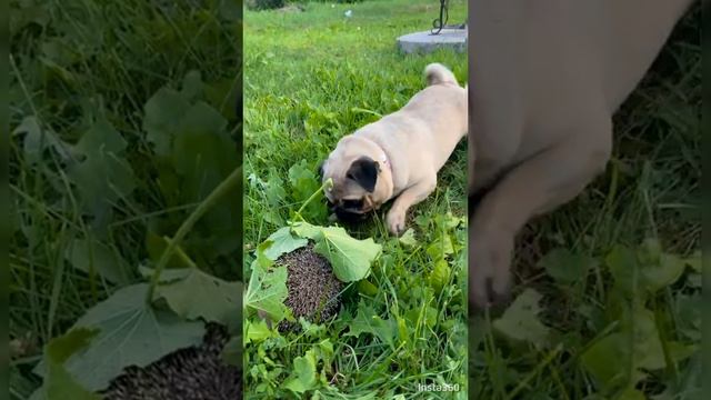 Ева нашла друга 🐶🦔😉👍🤝 смотреть онлайн