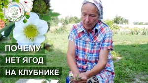 Почему не цветет клубника. Причины отсутствия урожая на землянике садовой.