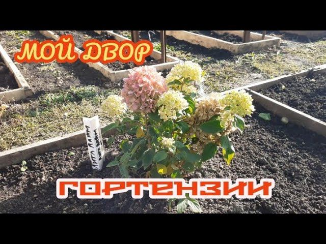 гортензии на нашем дворе. смотреть онлайн
