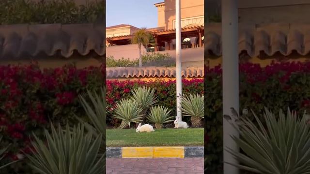 Каких ЗВЕРЕЙ в Дубае я встретила на улице!?? #оаэ #животные #фламинго смотреть онлайн